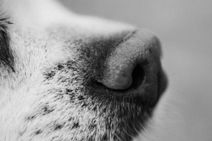 découvrez le rôle essentiel de la muqueuse nasale dans la santé respiratoire. apprenez comment cette fine membrane protège vos voies respiratoires, humidifie l'air que vous respirez et joue un rôle clé dans la détection des odeurs.