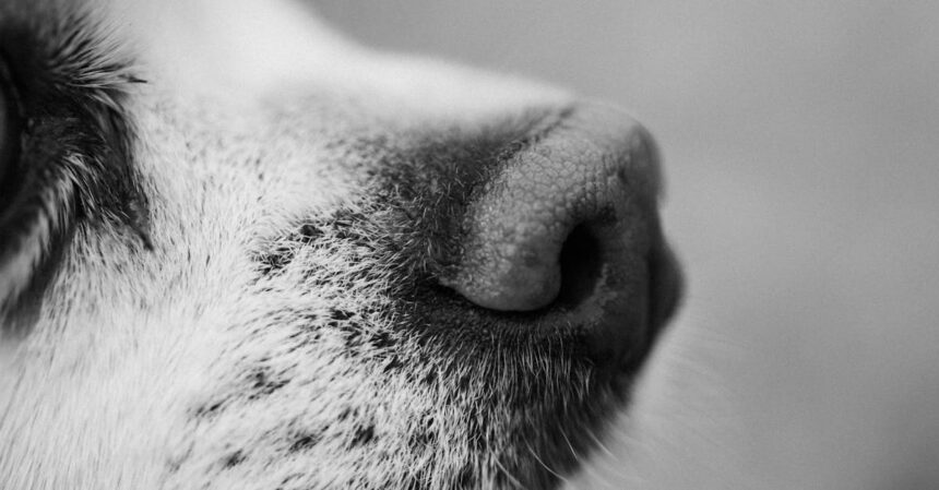 découvrez le rôle essentiel de la muqueuse nasale dans la santé respiratoire. apprenez comment cette fine membrane protège vos voies respiratoires, humidifie l'air que vous respirez et joue un rôle clé dans la détection des odeurs.
