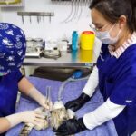 découvrez l'importance et les fonctionnalités d'une salle d'opération, un environnement médical hautement spécialisé où se déroulent des interventions chirurgicales essentielles pour la santé des patients.