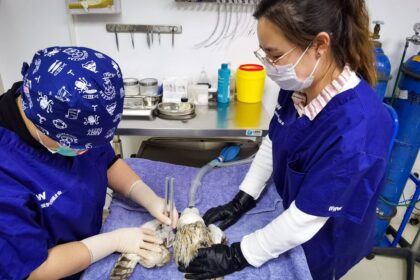 découvrez l'importance et les fonctionnalités d'une salle d'opération, un environnement médical hautement spécialisé où se déroulent des interventions chirurgicales essentielles pour la santé des patients.