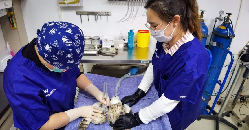 découvrez l'importance et les fonctionnalités d'une salle d'opération, un environnement médical hautement spécialisé où se déroulent des interventions chirurgicales essentielles pour la santé des patients.