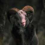 découvrez l'univers fascinant des ovins, leurs spécificités, leur élevage et leur importance dans l'agriculture durable. apprenez-en plus sur les différentes races, les techniques de soin et l'impact des moutons dans l'économie locale.