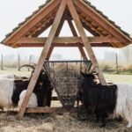 découvrez l'univers fascinant des ovins, des conseils sur l'élevage, la santé et le bien-être des moutons, ainsi que des informations sur les différentes races et leur utilisation dans l'agriculture durable.