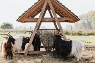 découvrez l'univers fascinant des ovins, des conseils sur l'élevage, la santé et le bien-être des moutons, ainsi que des informations sur les différentes races et leur utilisation dans l'agriculture durable.