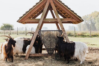 découvrez l'univers fascinant des ovins, des conseils sur l'élevage, la santé et le bien-être des moutons, ainsi que des informations sur les différentes races et leur utilisation dans l'agriculture durable.