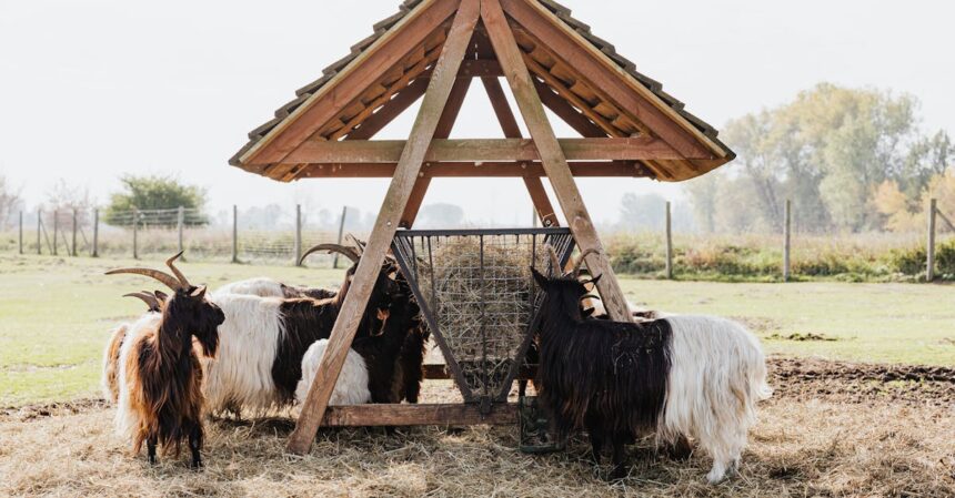 découvrez l'univers fascinant des ovins, des conseils sur l'élevage, la santé et le bien-être des moutons, ainsi que des informations sur les différentes races et leur utilisation dans l'agriculture durable.