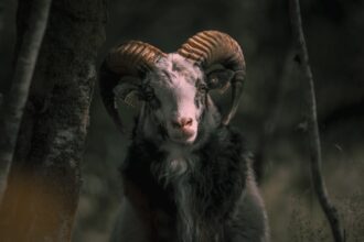découvrez l'univers fascinant des ovins, leurs spécificités, leur élevage et leur importance dans l'agriculture durable. apprenez-en plus sur les différentes races, les techniques de soin et l'impact des moutons dans l'économie locale.