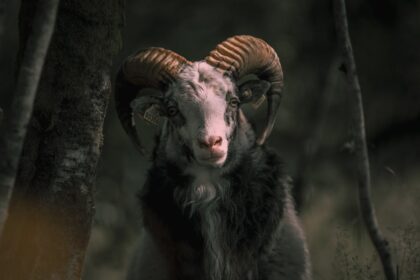 découvrez l'univers fascinant des ovins, leurs spécificités, leur élevage et leur importance dans l'agriculture durable. apprenez-en plus sur les différentes races, les techniques de soin et l'impact des moutons dans l'économie locale.