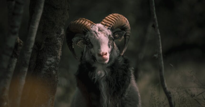 découvrez l'univers fascinant des ovins, leurs spécificités, leur élevage et leur importance dans l'agriculture durable. apprenez-en plus sur les différentes races, les techniques de soin et l'impact des moutons dans l'économie locale.