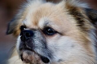 découvrez des astuces efficaces pour gérer les poils d'animaux à la maison. apprenez à minimiser la chute de poils, à choisir les bons outils de nettoyage et à adopter des habitudes pratiques pour un intérieur propre et accueillant.