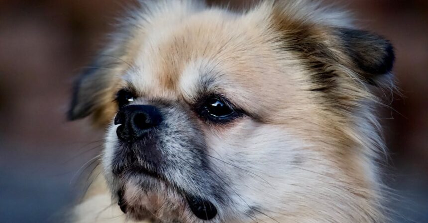 découvrez des astuces efficaces pour gérer les poils d'animaux à la maison. apprenez à minimiser la chute de poils, à choisir les bons outils de nettoyage et à adopter des habitudes pratiques pour un intérieur propre et accueillant.
