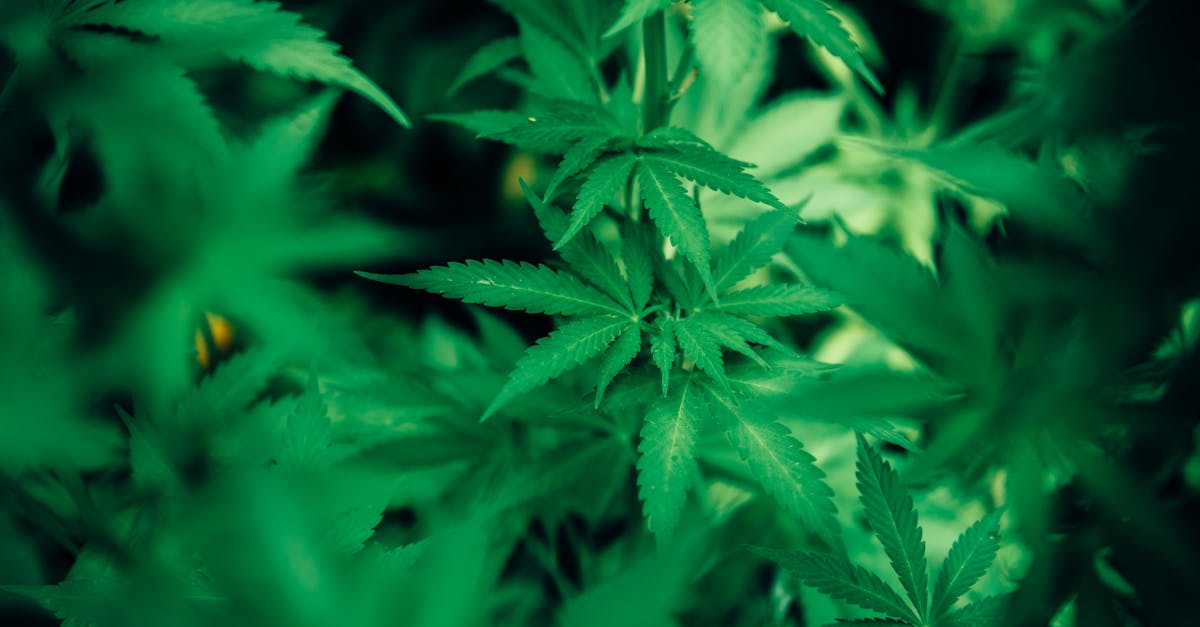 découvrez le monde de la phytothérapie, une médecine douce utilisant les plantes pour prévenir et traiter diverses affections. explorez les bienfaits des remèdes naturels, les conseils d'utilisation et les recettes de tisanes pour améliorer votre bien-être au quotidien.