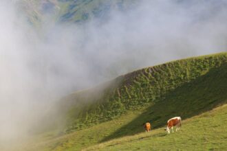 découvrez notre pillow mist, un spray apaisant pour oreillers qui transforme vos nuits en un voyage de détente. sa formule légère et parfumée favorise un sommeil réparateur en enveloppant votre literie d'une douce fragrance. plongez dans un univers de sérénité et réveillez-vous revitalisé !