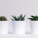 découvrez notre collection de plantes variées, idéales pour embellir votre intérieur ou votre jardin. apprenez les soins nécessaires pour chaque espèce et laissez-vous inspirer par la beauté de la nature.