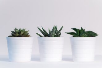 découvrez notre collection de plantes variées, idéales pour embellir votre intérieur ou votre jardin. apprenez les soins nécessaires pour chaque espèce et laissez-vous inspirer par la beauté de la nature.