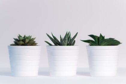 découvrez notre collection de plantes variées, idéales pour embellir votre intérieur ou votre jardin. apprenez les soins nécessaires pour chaque espèce et laissez-vous inspirer par la beauté de la nature.