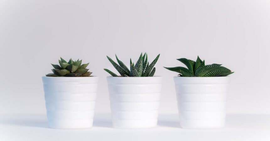 découvrez notre collection de plantes variées, idéales pour embellir votre intérieur ou votre jardin. apprenez les soins nécessaires pour chaque espèce et laissez-vous inspirer par la beauté de la nature.