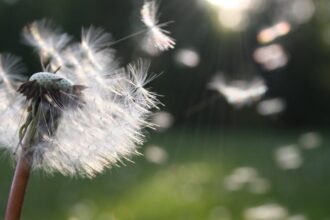 découvrez tout ce qu'il faut savoir sur le pollen : sa composition, son rôle dans la pollinisation, et les effets sur la santé. informez-vous sur les allergies saisonnières et apprenez comment gérer les crises d'allergies liées au pollen.