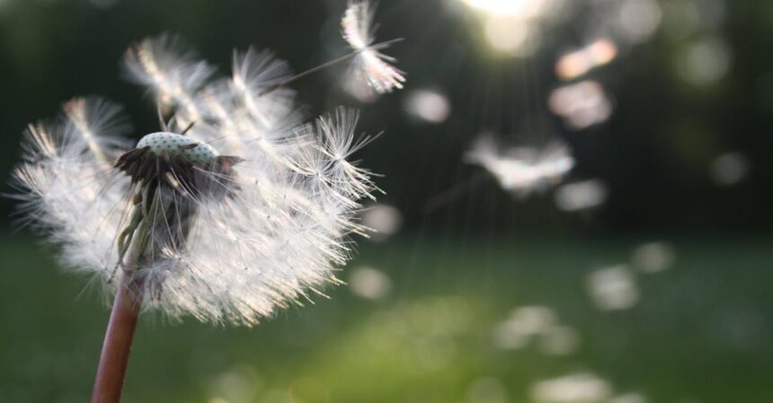 découvrez tout ce qu'il faut savoir sur le pollen : sa composition, son rôle dans la pollinisation, et les effets sur la santé. informez-vous sur les allergies saisonnières et apprenez comment gérer les crises d'allergies liées au pollen.