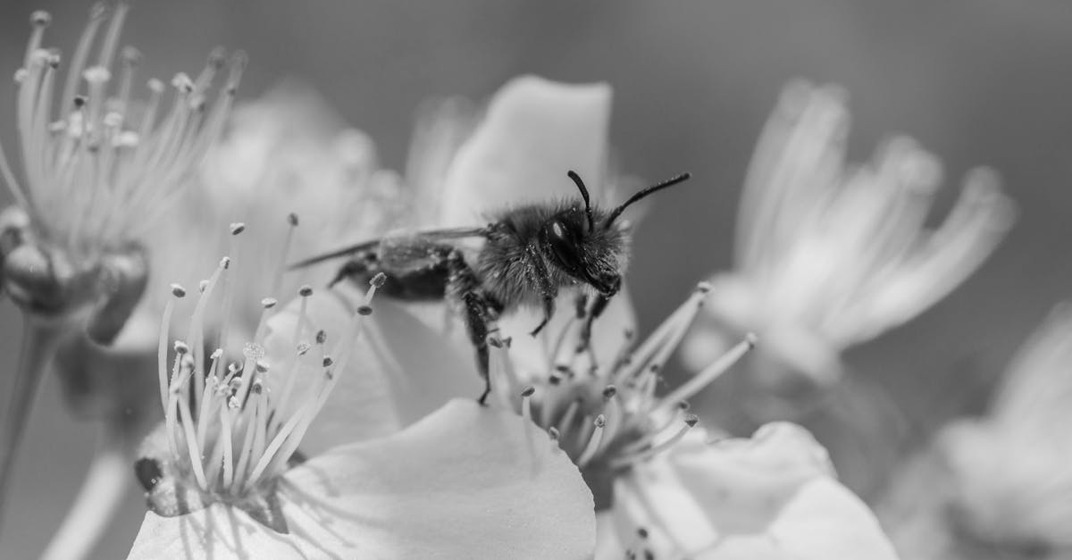 découvrez les causes et symptÎmes des allergies au pollen, ainsi que des conseils pour soulager vos inconforts et profiter pleinement des saisons printaniÚres sans éternuer.