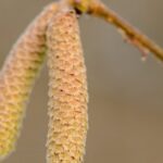 découvrez tout ce que vous devez savoir sur les allergies au pollen : symptômes, traitements et conseils pour mieux les gérer et vivre sereinement pendant la saison des allergies.