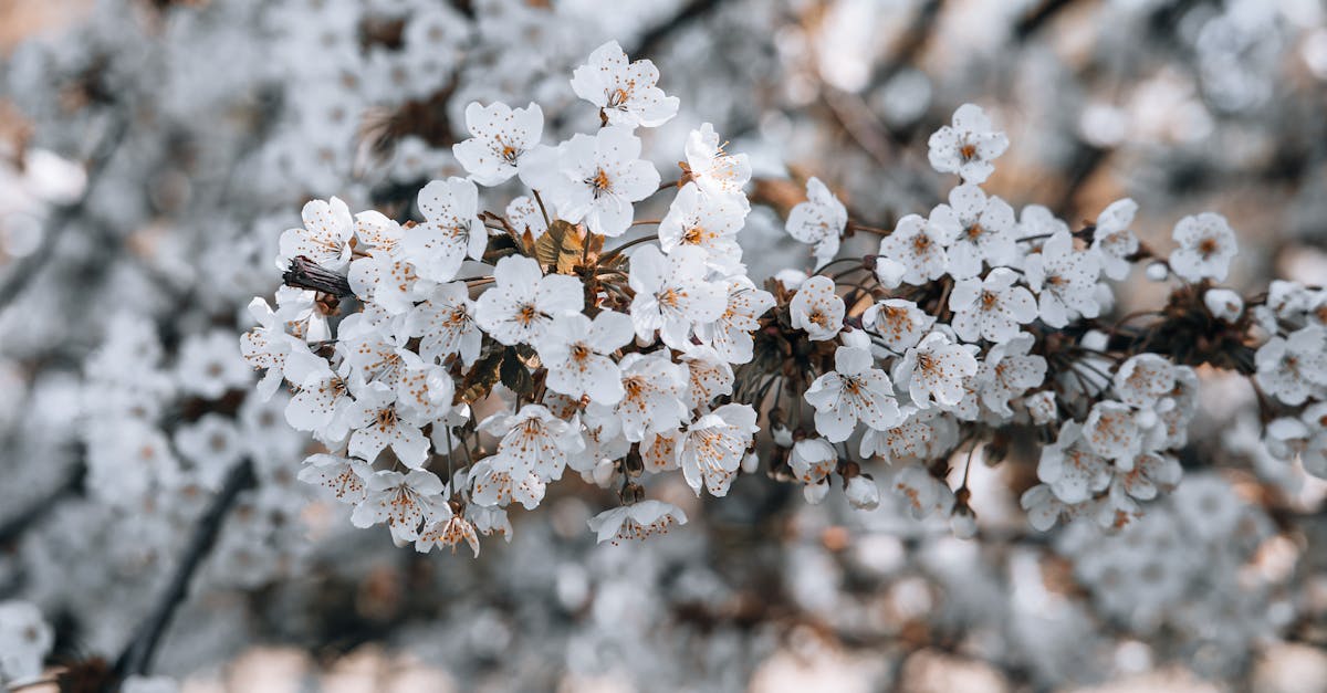 découvrez tout sur les allergies au pollen : causes, symptÎmes et traitements. apprenez comment atténuer vos réactions allergiques et profiter pleinement du printemps sans désagréments.