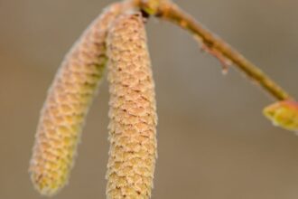 découvrez tout ce que vous devez savoir sur les allergies au pollen : symptômes, traitements et conseils pour mieux les gérer et vivre sereinement pendant la saison des allergies.
