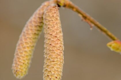 découvrez tout ce que vous devez savoir sur les allergies au pollen : symptômes, traitements et conseils pour mieux les gérer et vivre sereinement pendant la saison des allergies.