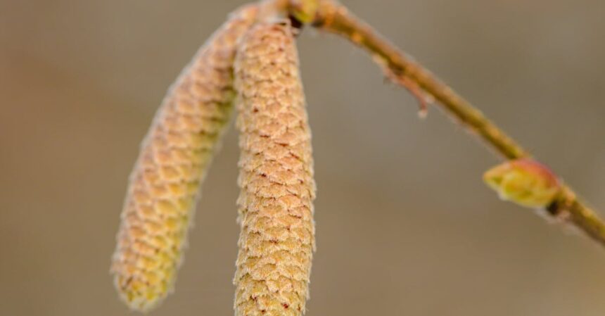 découvrez tout ce que vous devez savoir sur les allergies au pollen : symptômes, traitements et conseils pour mieux les gérer et vivre sereinement pendant la saison des allergies.