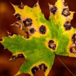 découvrez les maladies saisonnières courantes, leurs symptômes, causes et conseils de prévention pour rester en bonne santé tout au long de l'année.