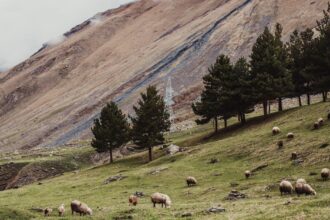 découvrez tout sur le ventre bleu des moutons, une maladie virale affectant les ruminants. apprenez ses symptômes, ses causes, et les mesures de prévention pour protéger vos animaux. informez-vous sur les recherches et les traitements disponibles pour mieux lutter contre la bluetongue.