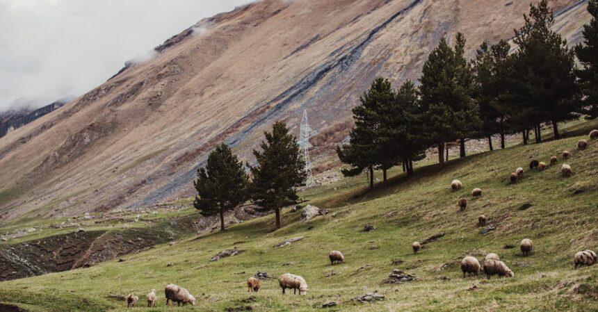 découvrez tout sur le ventre bleu des moutons, une maladie virale affectant les ruminants. apprenez ses symptômes, ses causes, et les mesures de prévention pour protéger vos animaux. informez-vous sur les recherches et les traitements disponibles pour mieux lutter contre la bluetongue.