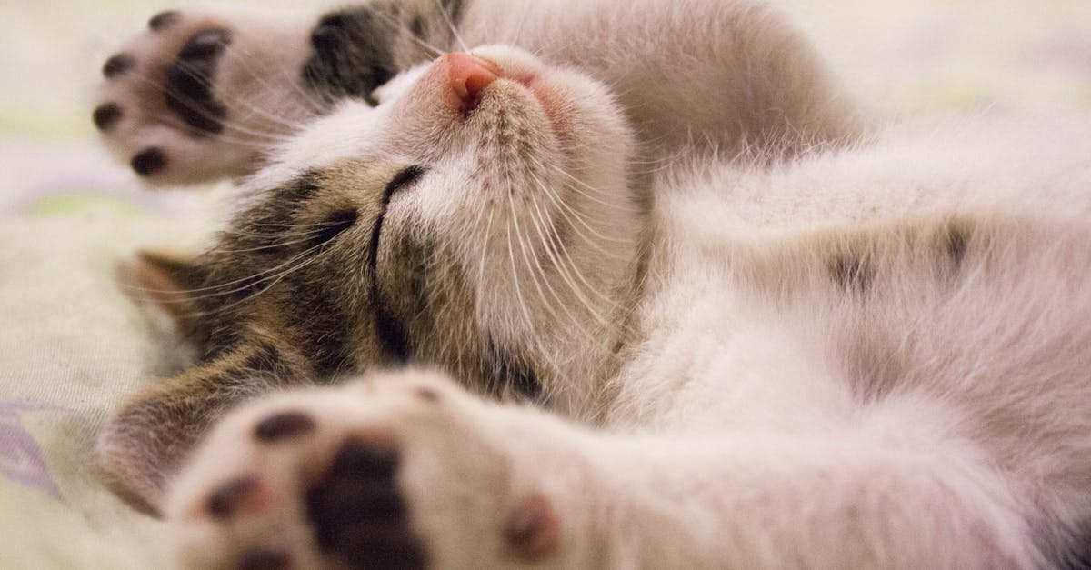 découvrez l'importance du sommeil pour votre santé et votre bien-être. apprenez des astuces pour améliorer votre qualité de sommeil et retrouver énergie et sérénité.