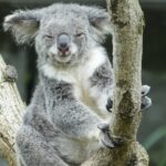 découvrez tout ce qu'il faut savoir sur l'apnée du sommeil : symptômes, causes, traitements et conseils pour améliorer la qualité de votre sommeil.