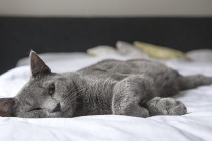 découvrez tout ce que vous devez savoir sur l'apnée du sommeil : causes, symptômes, traitements et conseils pour améliorer votre qualité de sommeil et votre santé globale.