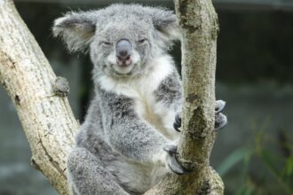 découvrez tout ce qu'il faut savoir sur l'apnée du sommeil : symptômes, causes, traitements et conseils pour améliorer la qualité de votre sommeil.