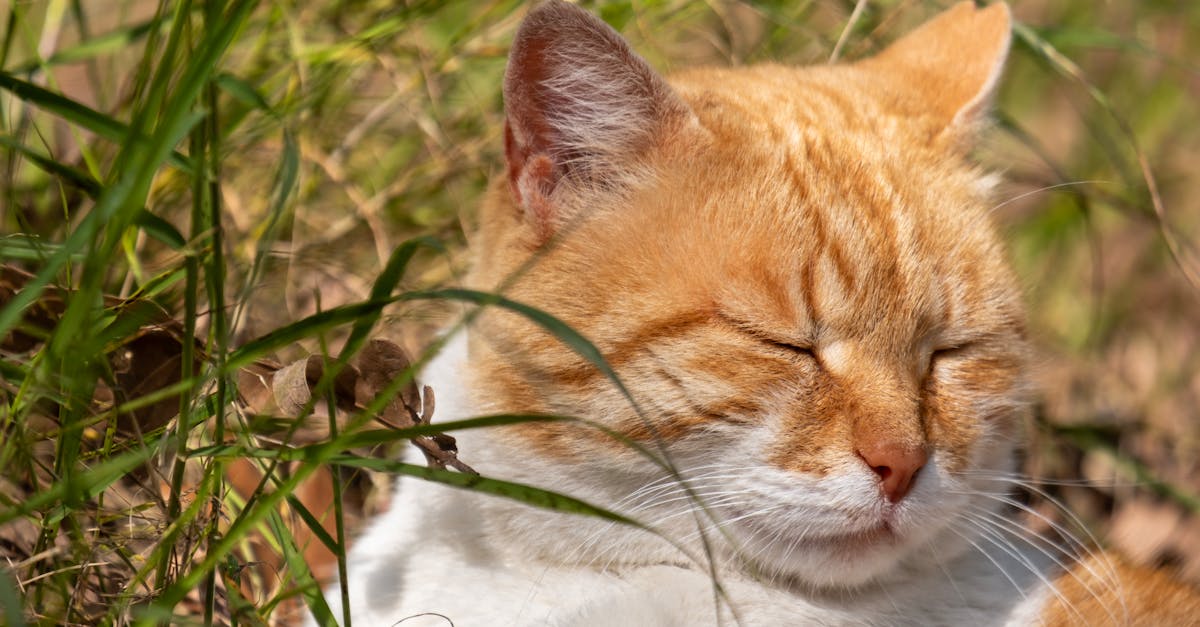 découvrez tout ce qu'il faut savoir sur le diagnostic de l'apnée du sommeil, ses symptômes, ses causes et les méthodes d'évaluation pour un sommeil réparateur.