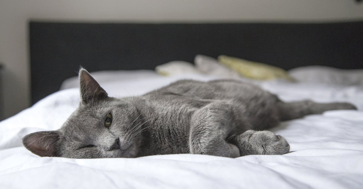 découvrez les méthodes de diagnostic de l'apnée du sommeil, une condition qui affecte la qualité de votre sommeil et votre santé globale. apprenez les outils et les tests utilisés pour identifier ce trouble respiratoire, ainsi que les étapes à suivre pour obtenir un traitement efficace.