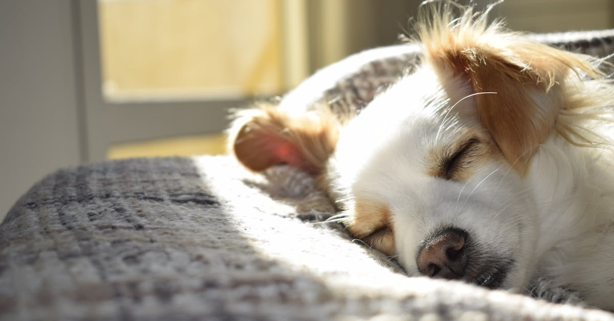 découvrez notre calculateur de sommeil pour optimiser vos heures de repos. obtenez des recommandations personnalisées pour améliorer la qualité de votre sommeil et vous réveiller en pleine forme.