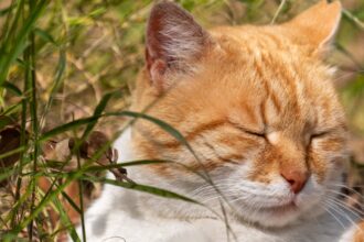 découvrez notre calculateur de sommeil qui vous aide à déterminer les meilleures heures pour vous coucher et vous réveiller, afin d'optimiser votre repos et d'améliorer votre bien-être quotidien. profitez d'une meilleure qualité de sommeil grâce à des recommandations personnalisées.