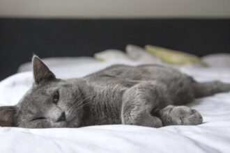 découvrez le phénomène de l'inertie du sommeil : ce temps de transition où l'esprit et le corps passent du sommeil à l'éveil. apprenez comment cela peut affecter votre productivité et vos performances au quotidien.