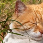 découvrez comment optimiser votre sommeil grâce à des conseils pratiques et des techniques efficaces. améliorez la qualité de votre repos pour une vie plus dynamique et équilibrée.