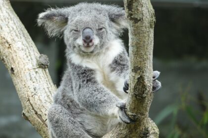 découvrez des stratégies efficaces pour optimiser votre sommeil et améliorer votre bien-être. apprenez à créer un environnement propice au sommeil, à établir des routines relaxantes et à gérer le stress pour des nuits plus reposantes.