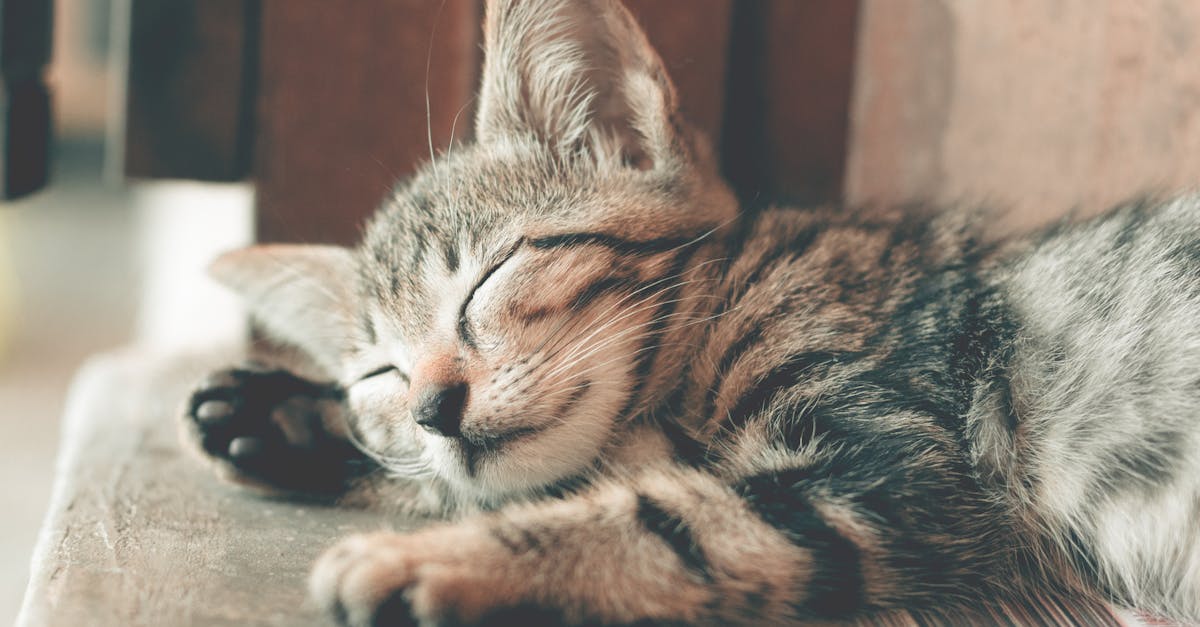 découvrez l'étude du sommeil par la polygraphie, une méthode spécialisée pour analyser les troubles du sommeil. apprenez comment cette technique peut aider à identifier et traiter les problèmes liés à votre sommeil pour une meilleure qualité de vie.