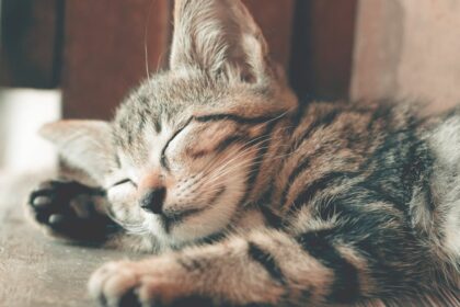 découvrez ce qu'est la régression du sommeil, ses causes, ses symptômes et comment aider votre enfant à retrouver un sommeil paisible. apprenez des conseils pratiques pour surmonter cette phase délicate du développement.