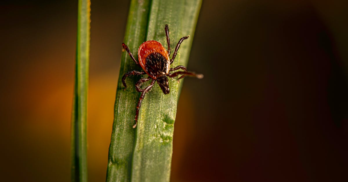 découvrez les maladies printaniÚres, leurs symptÎmes, traitements et conseils pour rester en bonne santé pendant cette saison. informez-vous sur les allergies saisonniÚres et d'autres risques pour mieux profiter du printemps.