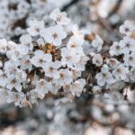découvrez tout ce que vous devez savoir sur le pollen des arbres : ses origines, son impact sur la santé, et des conseils pour alléger les allergies saisonnières. informez-vous sur les différentes espèces d'arbres et leur pollen afin de mieux comprendre ce phénomène naturel.