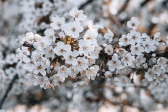 découvrez tout ce que vous devez savoir sur le pollen des arbres : ses origines, son impact sur la santé, et des conseils pour alléger les allergies saisonnières. informez-vous sur les différentes espèces d'arbres et leur pollen afin de mieux comprendre ce phénomène naturel.