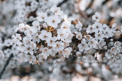 découvrez tout ce que vous devez savoir sur le pollen des arbres : ses origines, son impact sur la santé, et des conseils pour alléger les allergies saisonnières. informez-vous sur les différentes espèces d'arbres et leur pollen afin de mieux comprendre ce phénomène naturel.