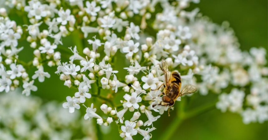 découvrez les bienfaits apaisants de la valériane, une plante médicinale prisée pour ses propriétés relaxantes. idéale pour soulager l'anxiété et favoriser un sommeil réparateur, la valériane est un allié naturel pour votre bien-être.